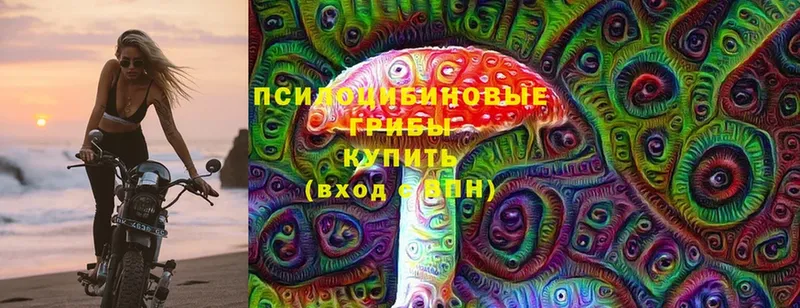 Галлюциногенные грибы Psilocybe  Кизилюрт 